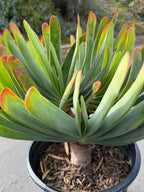 6 heads Tree Fan Aloe | Aloe Plicatilis Large Succulent | Rare Multi‑Head Tree Form Plant