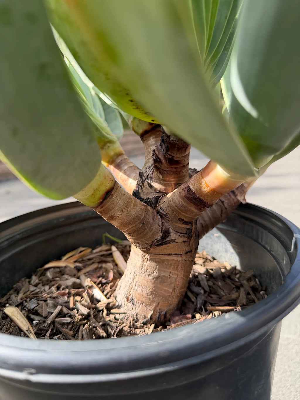 6 heads Tree Fan Aloe | Aloe Plicatilis Large Succulent | Rare Multi‑Head Tree Form Plant