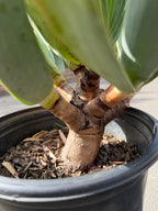 6 heads Tree Fan Aloe | Aloe Plicatilis Large Succulent | Rare Multi‑Head Tree Form Plant