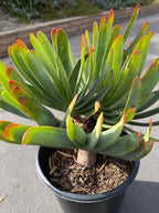 6 heads Tree Fan Aloe | Aloe Plicatilis Large Succulent | Rare Multi‑Head Tree Form Plant