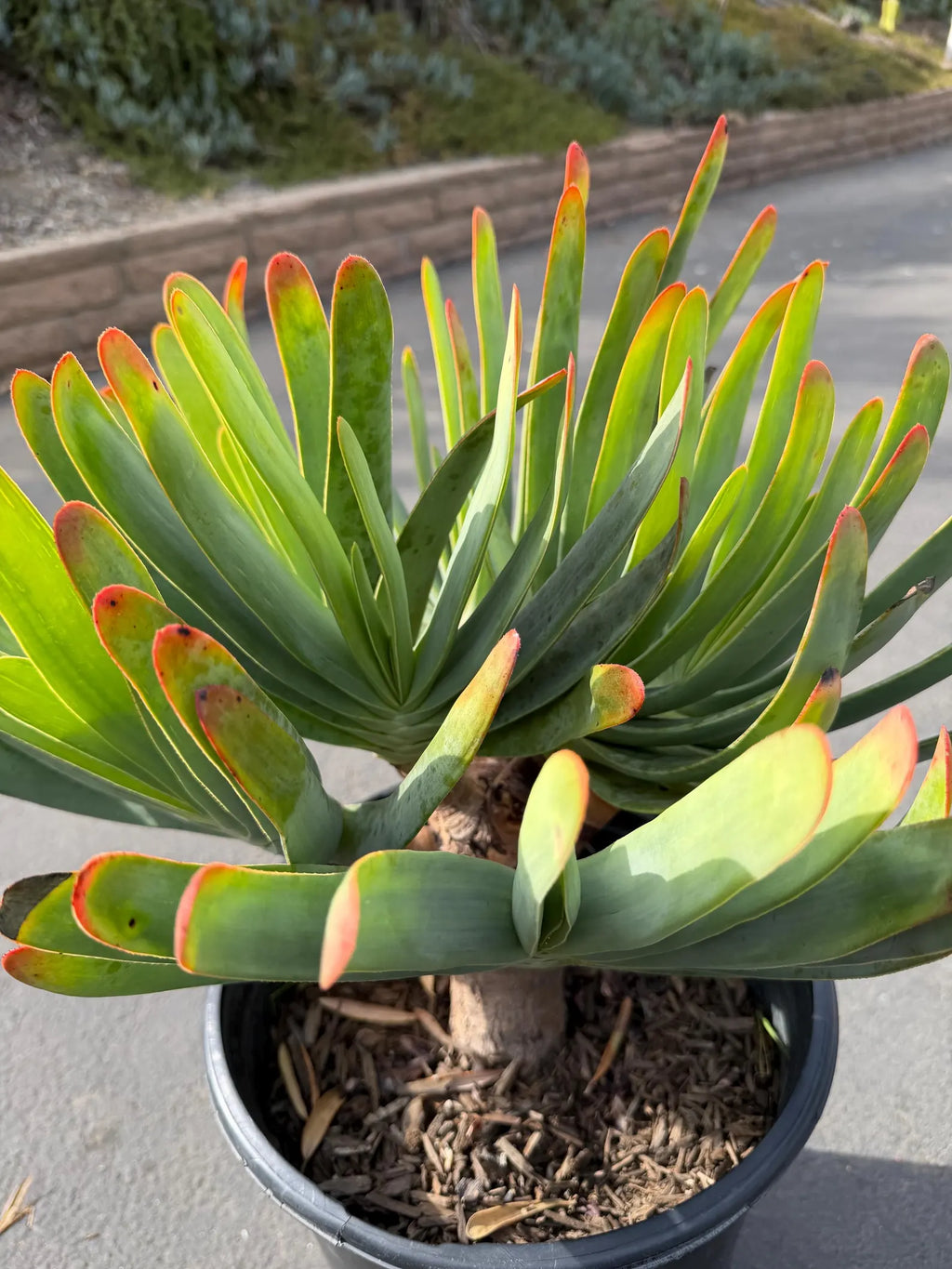 6 heads Tree Fan Aloe | Aloe Plicatilis Large Succulent | Rare Multi‑Head Tree Form Plant