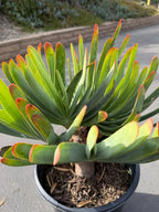6 heads Tree Fan Aloe | Aloe Plicatilis Large Succulent | Rare Multi‑Head Tree Form Plant