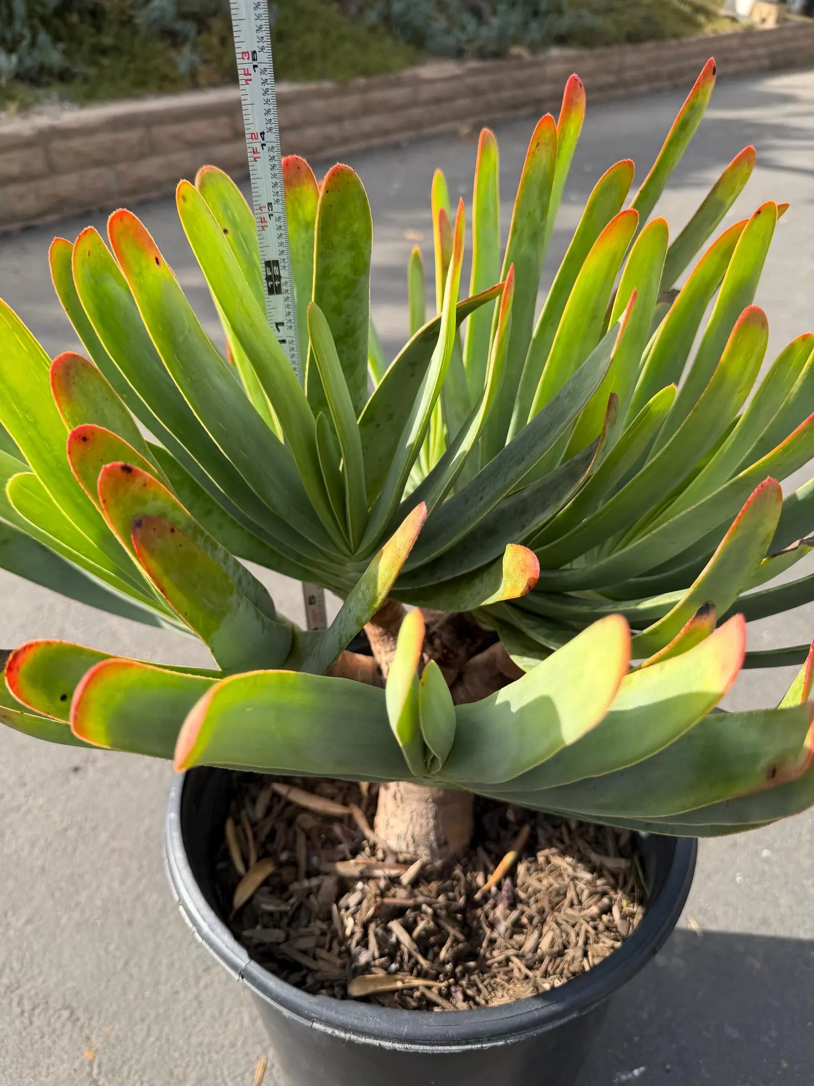 6 heads Tree Fan Aloe | Aloe Plicatilis Large Succulent | Rare Multi‑Head Tree Form Plant