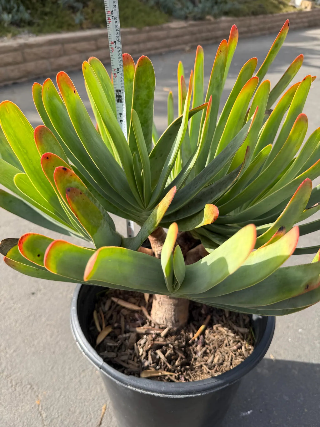 6 heads Tree Fan Aloe | Aloe Plicatilis Large Succulent | Rare Multi‑Head Tree Form Plant
