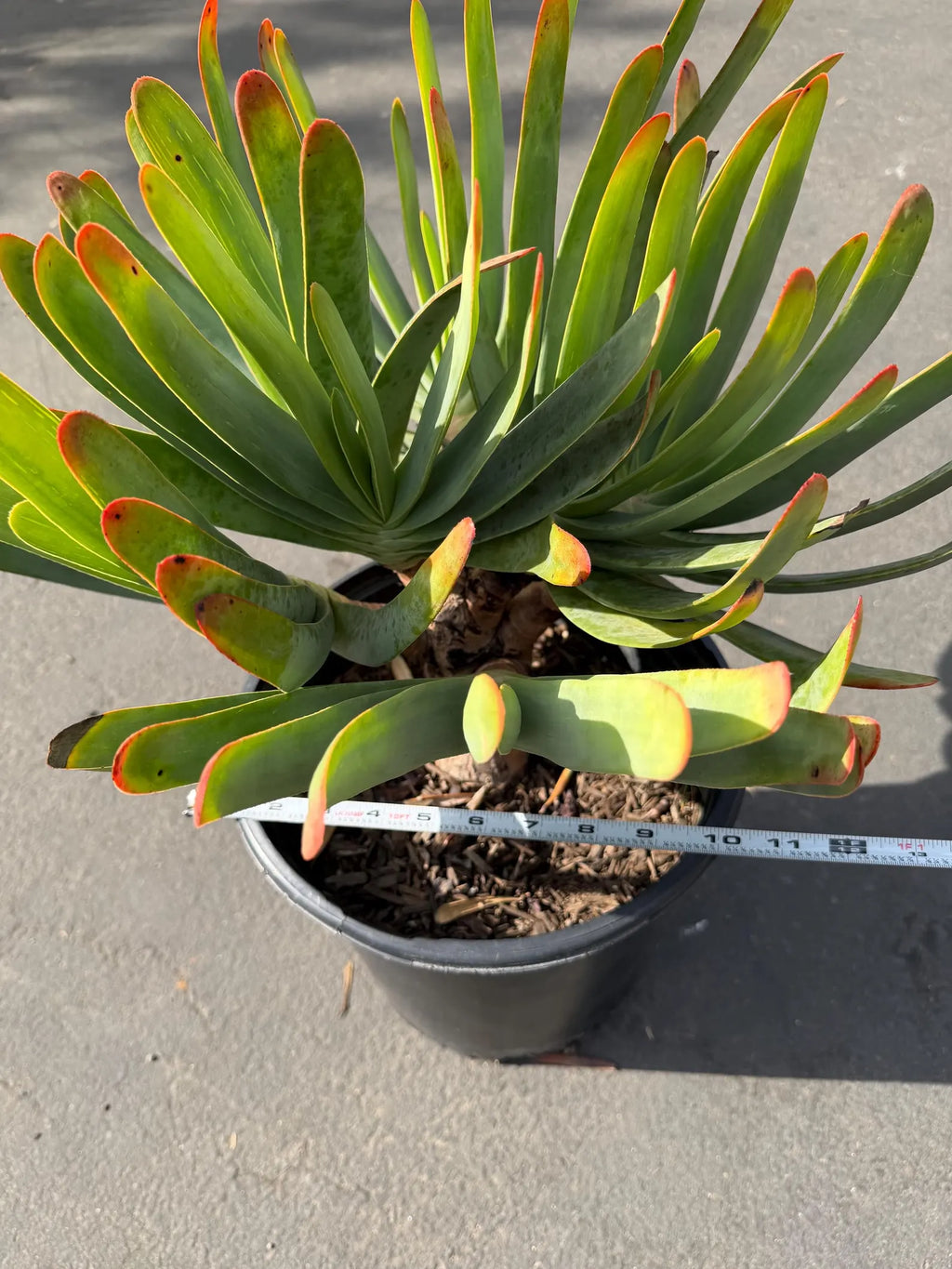 6 heads Tree Fan Aloe | Aloe Plicatilis Large Succulent | Rare Multi‑Head Tree Form Plant