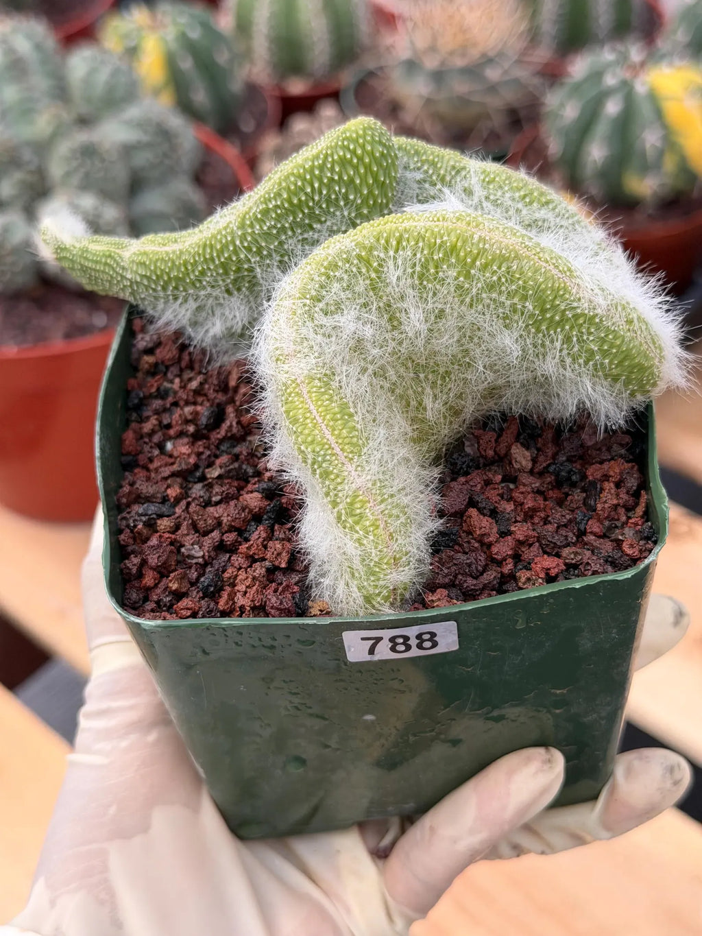 Crested Monkey Tail Cactus | Rare White‑Hair Clone | Fuzzy Succulent Live Plant