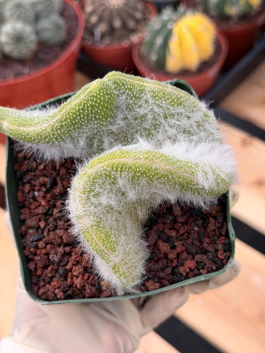 Crested Monkey Tail Cactus | Rare White‑Hair Clone | Fuzzy Succulent Live Plant