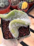 Crested Monkey Tail Cactus | Rare White‑Hair Clone | Fuzzy Succulent Live Plant