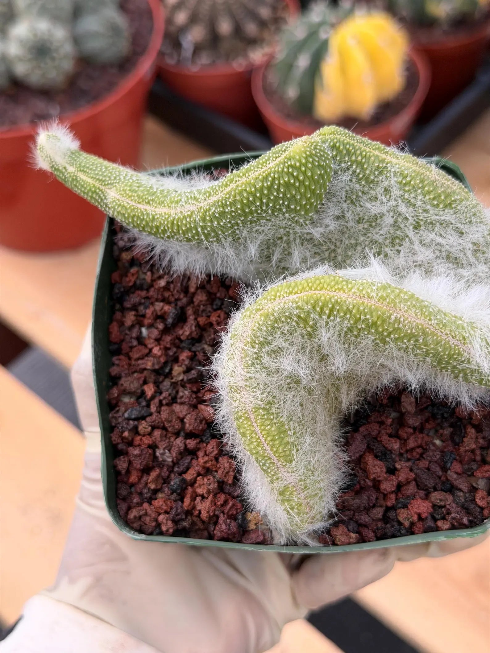 Crested Monkey Tail Cactus | Rare White‑Hair Clone | Fuzzy Succulent Live Plant