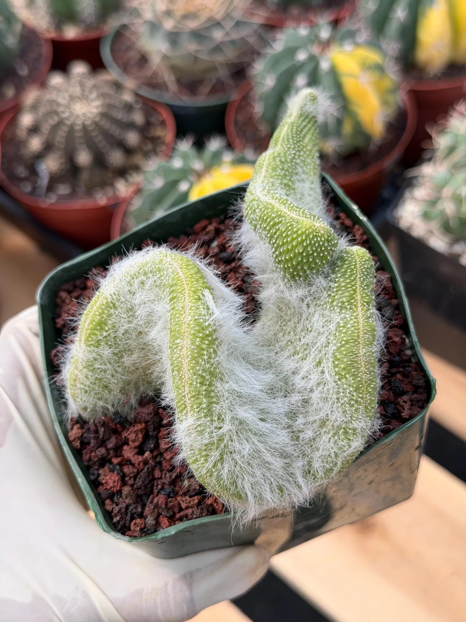 Crested Monkey Tail Cactus | Rare White‑Hair Clone | Fuzzy Succulent Live Plant