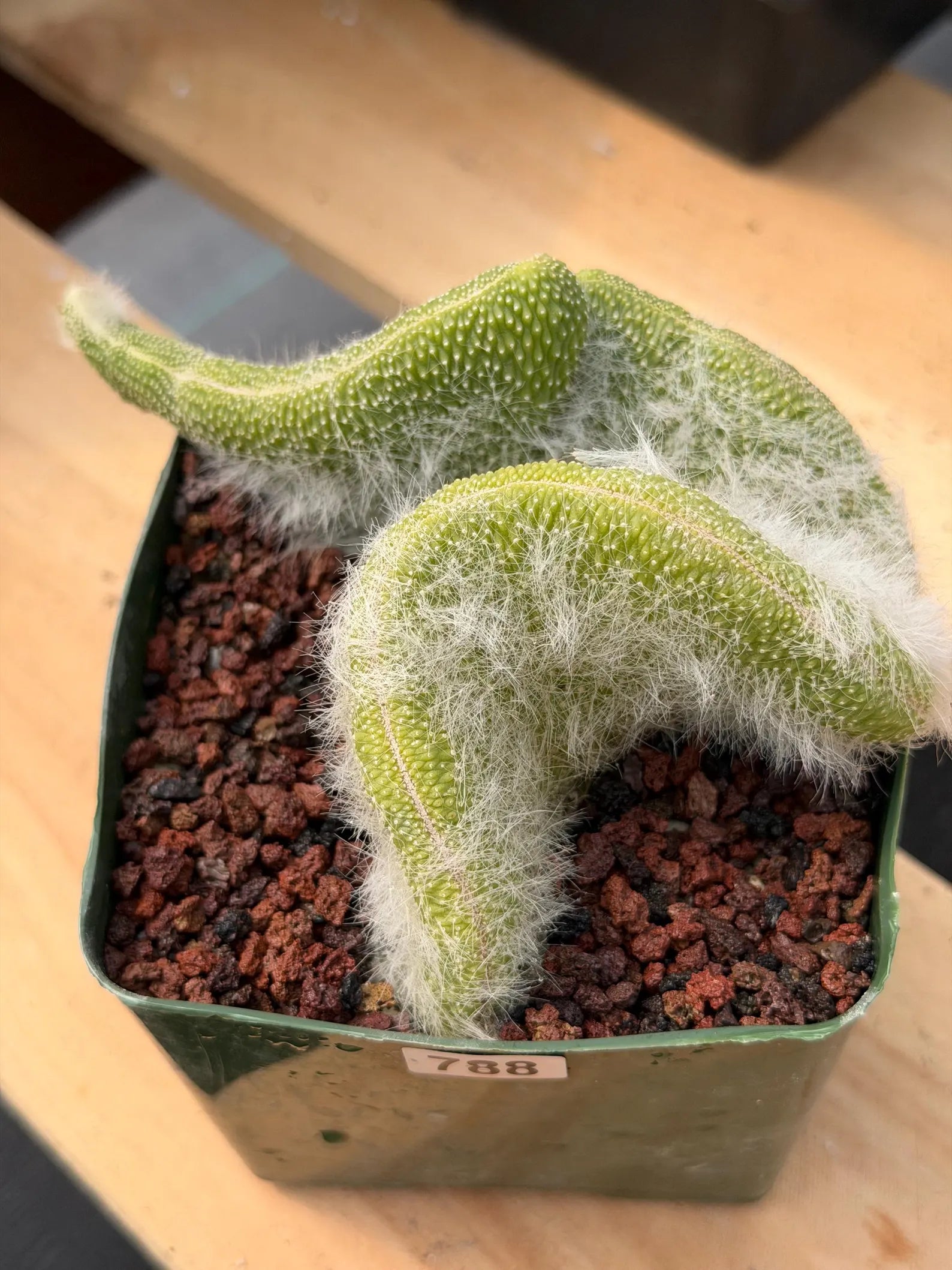 Crested Monkey Tail Cactus | Rare White‑Hair Clone | Fuzzy Succulent Live Plant