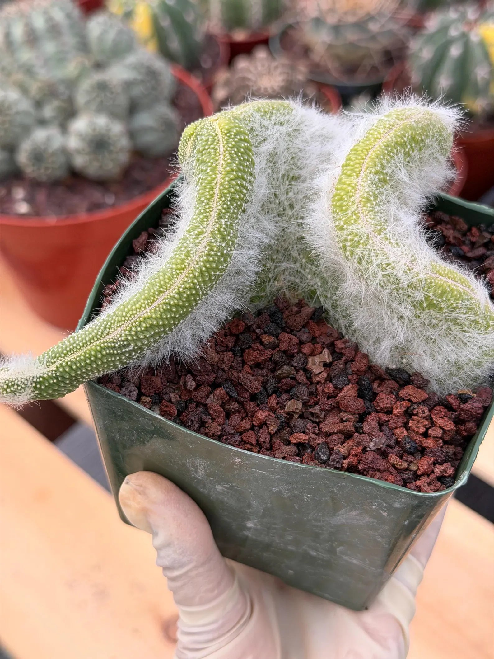 Crested Monkey Tail Cactus | Rare White‑Hair Clone | Fuzzy Succulent Live Plant