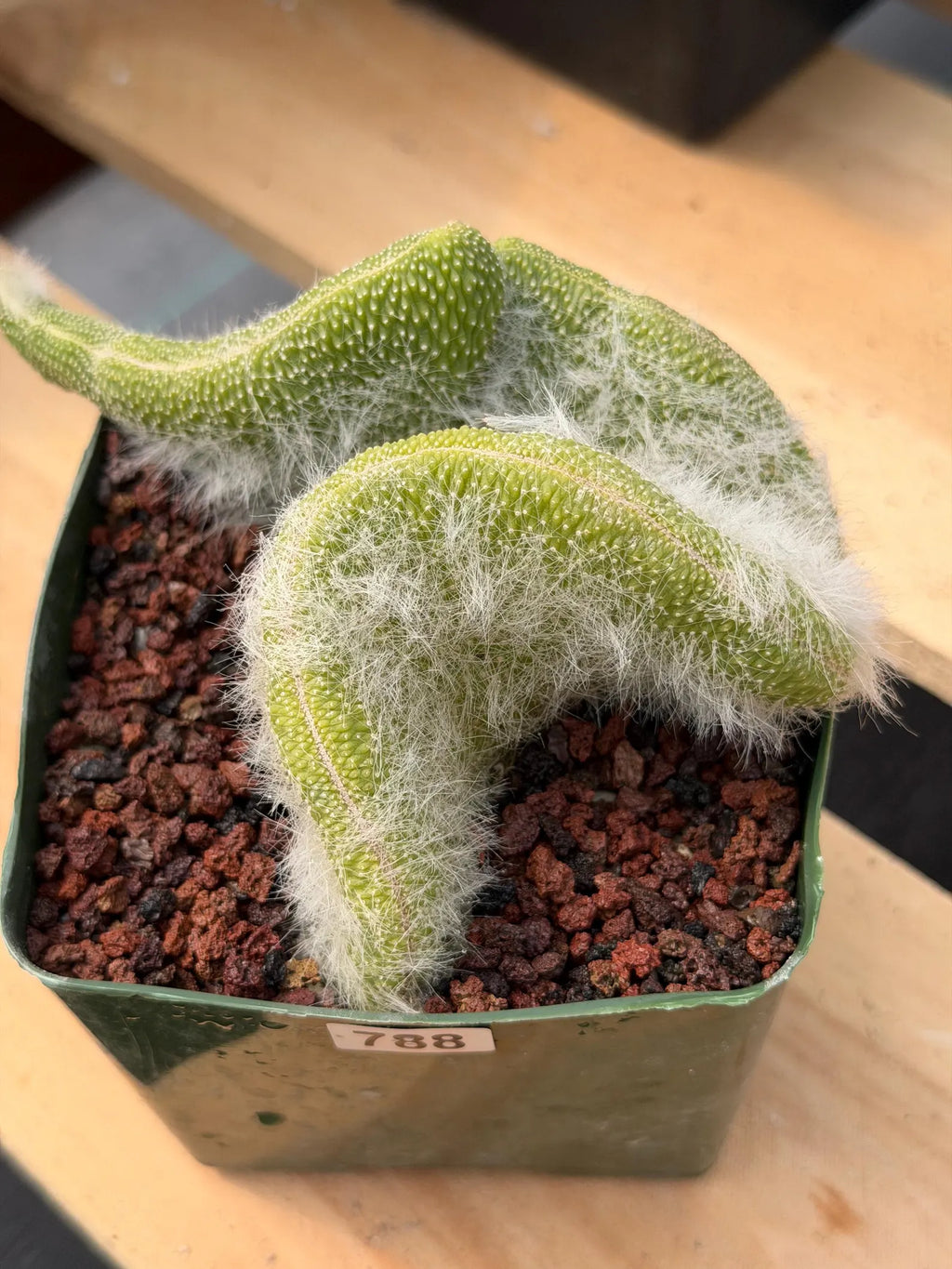 Crested Monkey Tail Cactus | Rare White‑Hair Clone | Fuzzy Succulent Live Plant