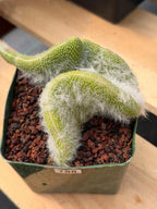 Crested Monkey Tail Cactus | Rare White‑Hair Clone | Fuzzy Succulent Live Plant