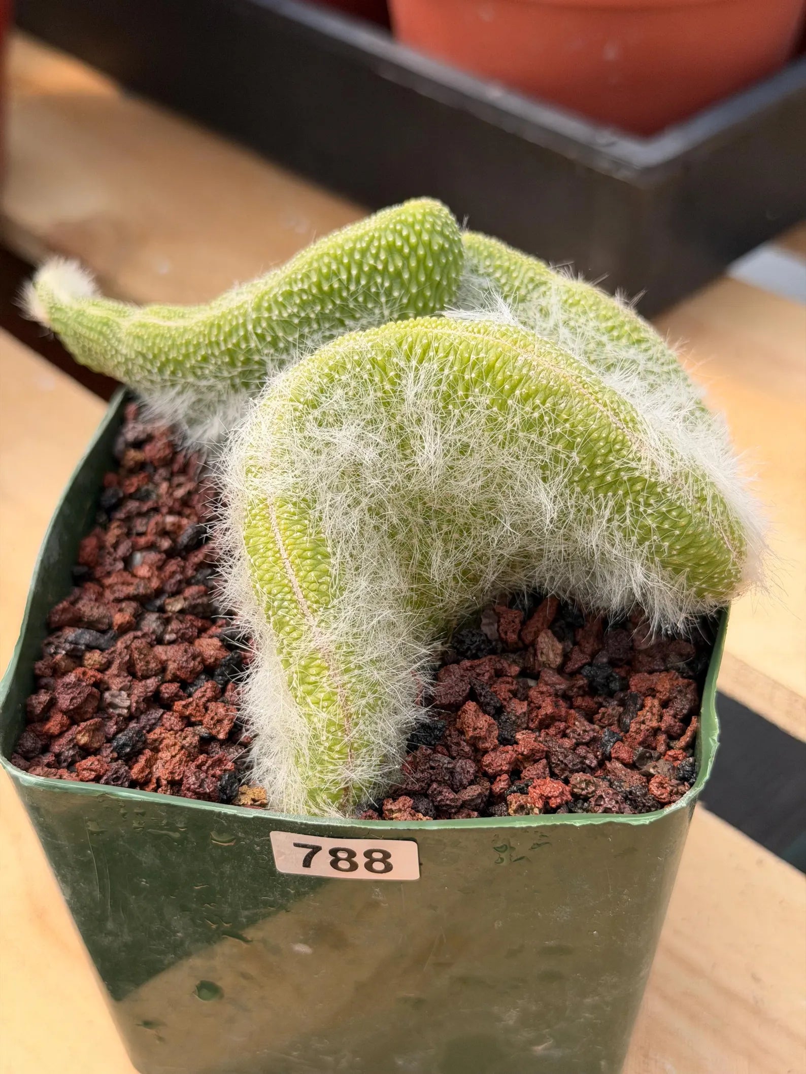 Crested Monkey Tail Cactus | Rare White‑Hair Clone | Fuzzy Succulent Live Plant