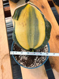 Variegated Sansevieria Whale Fin | Rare Snake Plant | Easy Care Live Houseplant Pup