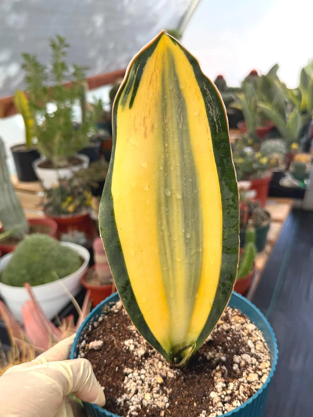 Variegated Sansevieria Whale Fin | Rare Snake Plant | Easy Care Live Houseplant Pup