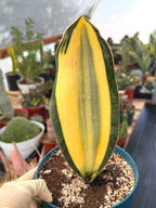 Variegated Sansevieria Whale Fin | Rare Snake Plant | Easy Care Live Houseplant Pup
