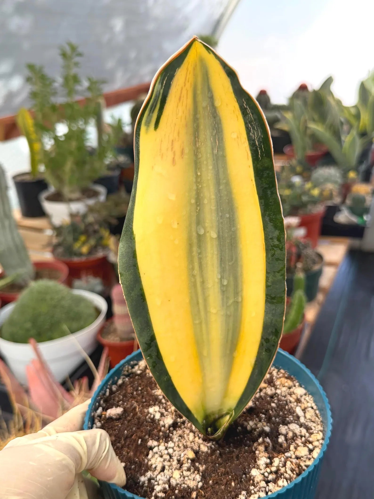 Variegated Sansevieria Whale Fin | Rare Snake Plant | Easy Care Live Houseplant Pup