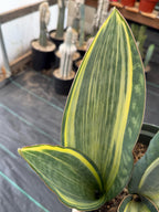 Variegated Sansevieria Whale Fin Pup | Rare Snake Plant | Easy Care Live Houseplant