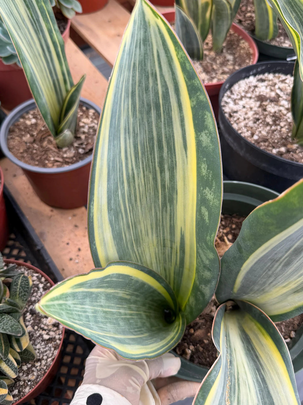 Variegated Sansevieria Whale Fin Pup | Rare Snake Plant | Easy Care Live Houseplant