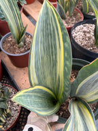 Variegated Sansevieria Whale Fin Pup | Rare Snake Plant | Easy Care Live Houseplant