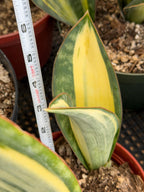 Variegated Sansevieria Whale Fin Pup | Rare Snake Plant | Easy Care Live Houseplant