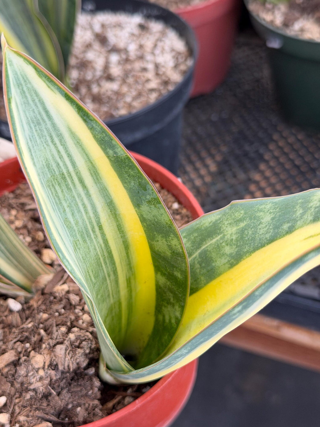 Variegated Sansevieria Whale Fin Pup | Rare Snake Plant | Easy Care Live Houseplant