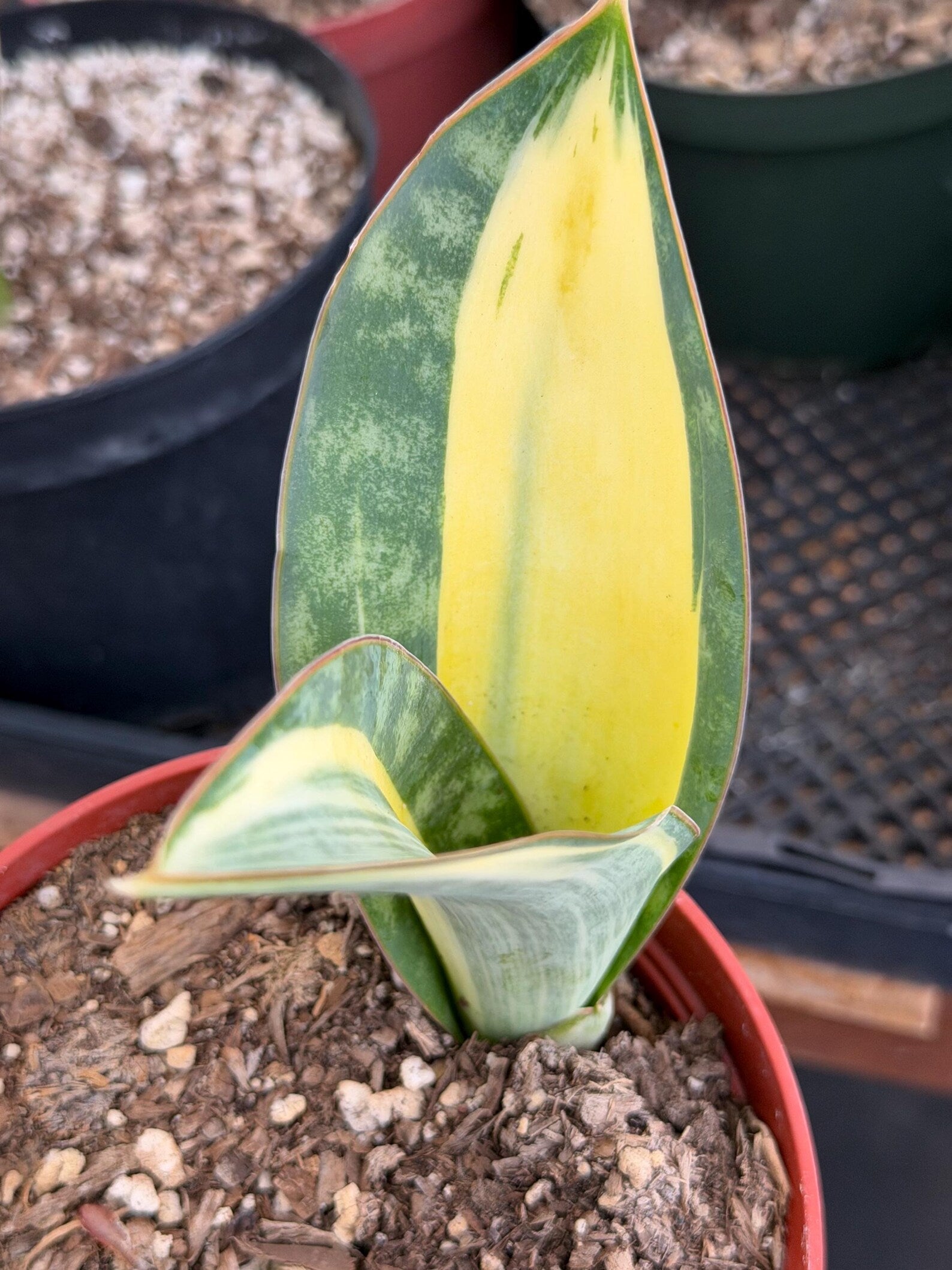 Variegated Sansevieria Whale Fin Pup | Rare Snake Plant | Easy Care Live Houseplant