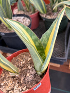 Variegated Sansevieria Whale Fin Pup | Rare Snake Plant | Easy Care Live Houseplant