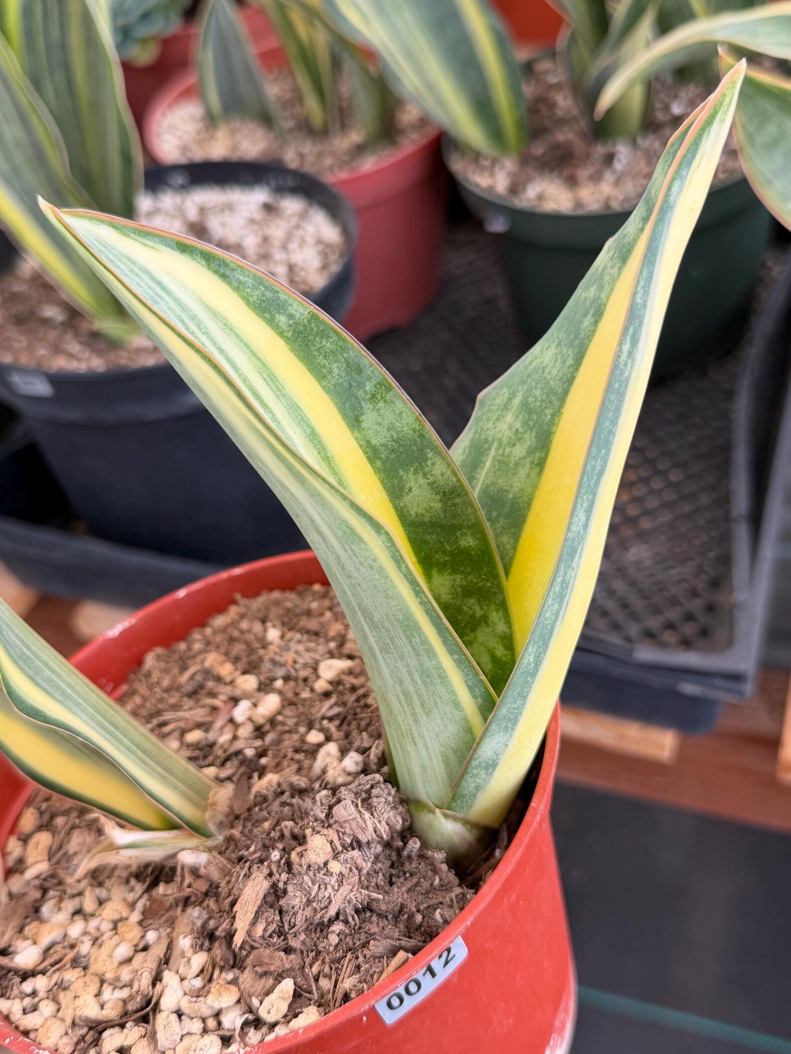 Variegated Sansevieria Whale Fin Pup | Rare Snake Plant | Easy Care Live Houseplant