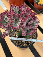 Crested Coral Cactus | Euphorbia Lactea Cristata | Rare Ocean Coral Succulent Live Plant