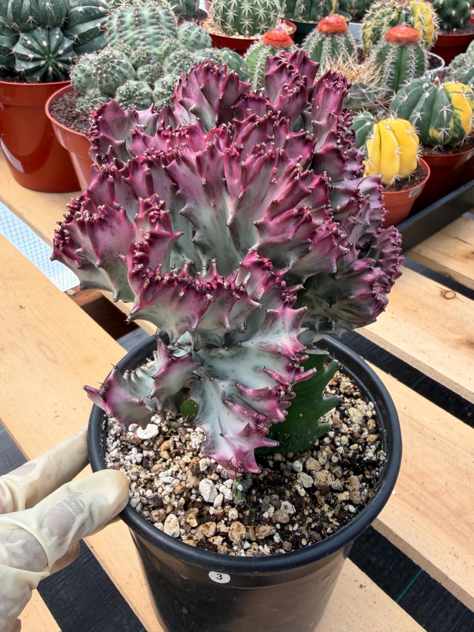 Crested Coral Cactus | Euphorbia Lactea Cristata | Rare Ocean Coral Succulent Live Plant