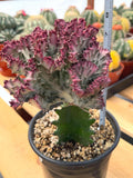 Crested Coral Cactus | Euphorbia Lactea Cristata | Rare Ocean Coral Succulent Live Plant