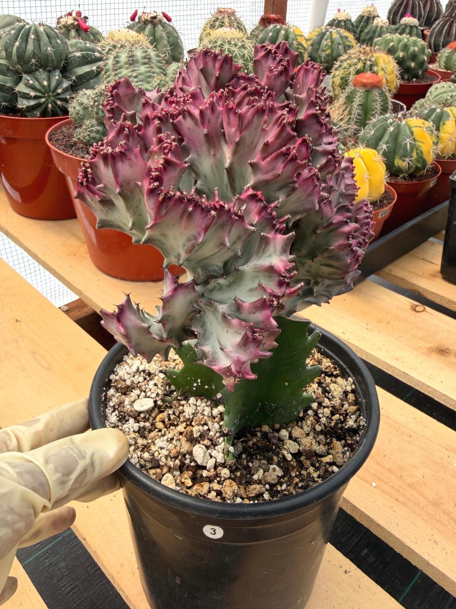 Crested Coral Cactus | Euphorbia Lactea Cristata | Rare Ocean Coral Succulent Live Plant