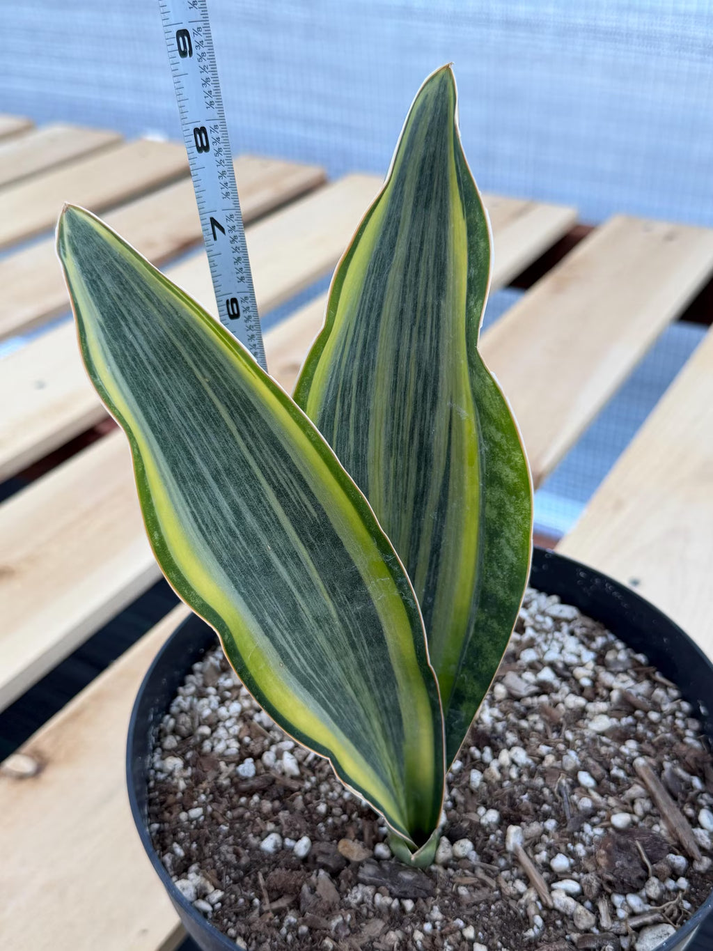 Variegated Sansevieria Whale Fin | Rare Snake Plant | Easy Care Live Houseplant
