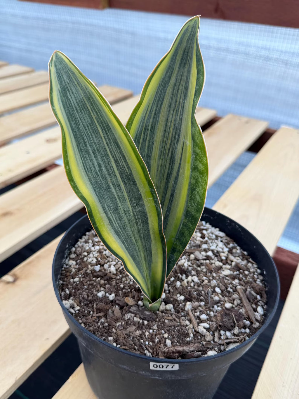 Variegated Sansevieria Whale Fin | Rare Snake Plant | Easy Care Live Houseplant