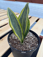 Variegated Sansevieria Whale Fin | Rare Snake Plant | Easy Care Live Houseplant