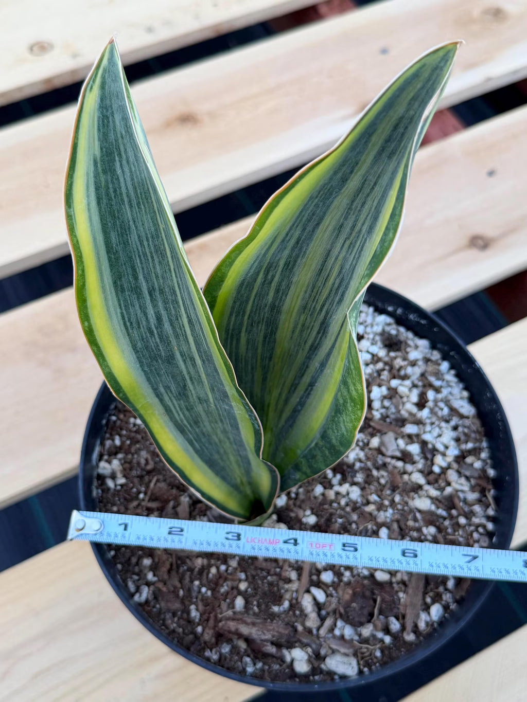 Variegated Sansevieria Whale Fin | Rare Snake Plant | Easy Care Live Houseplant
