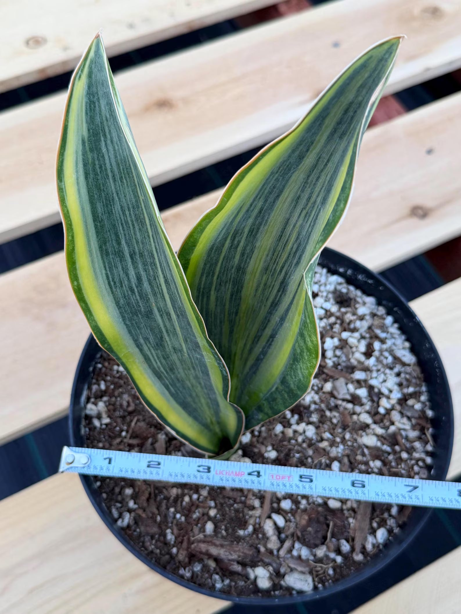 Variegated Sansevieria Whale Fin | Rare Snake Plant | Easy Care Live Houseplant