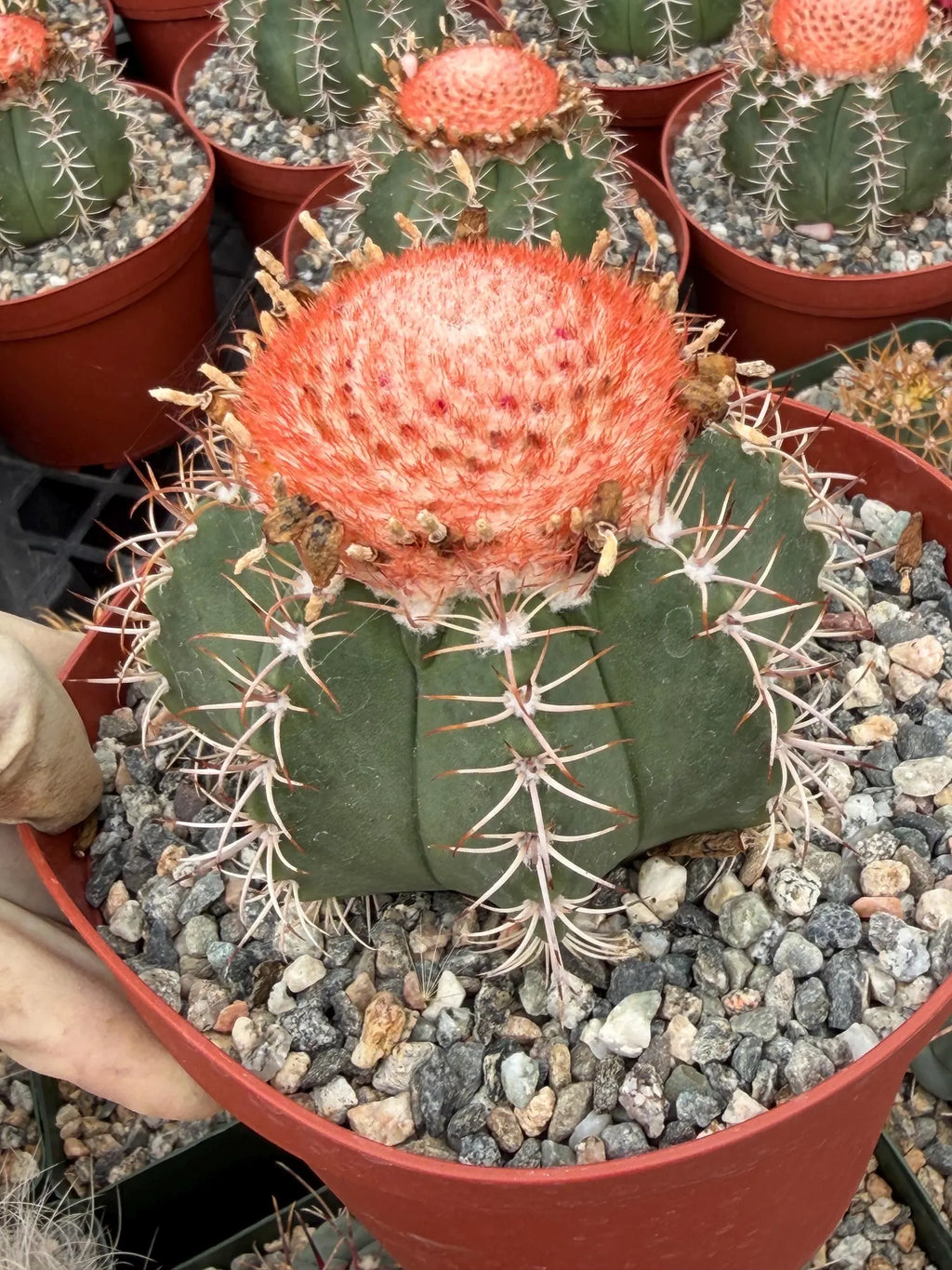Melocactus Matanzanus | Rare Melon Cactus | Live Cactus Plant
