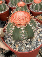 Melocactus Matanzanus | Rare Melon Cactus | Live Cactus Plant