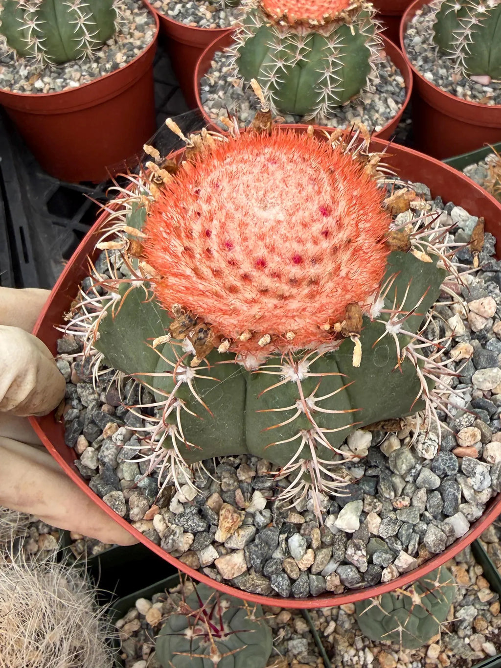 Melocactus Matanzanus | Rare Melon Cactus | Live Cactus Plant