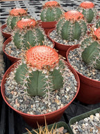 Melocactus Matanzanus | Rare Melon Cactus | Live Cactus Plant