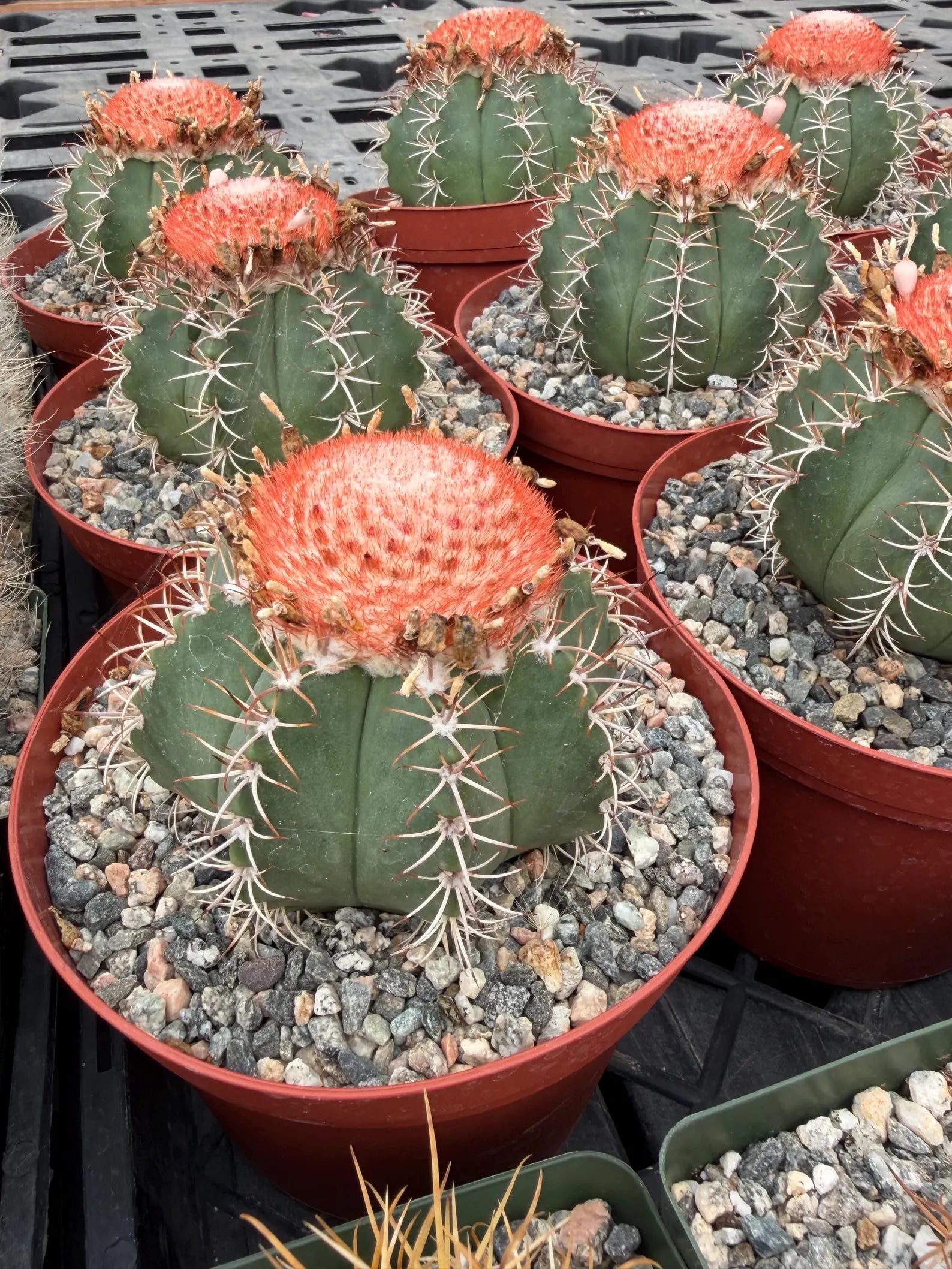 Melocactus Matanzanus | Rare Melon Cactus | Live Cactus Plant