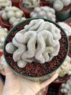 Crested Mammillaria Perbella #569 | Rare Seed Grown Cactus | Live Collector Plant