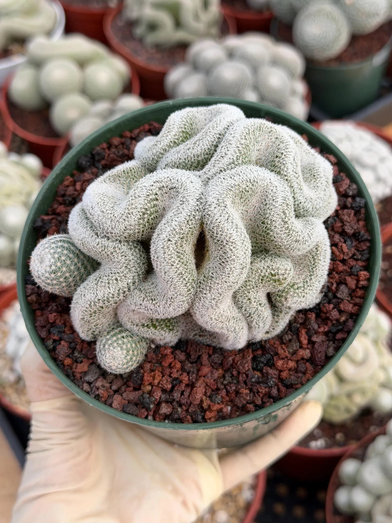 Crested Mammillaria Perbella #569 | Rare Seed Grown Cactus | Live Collector Plant