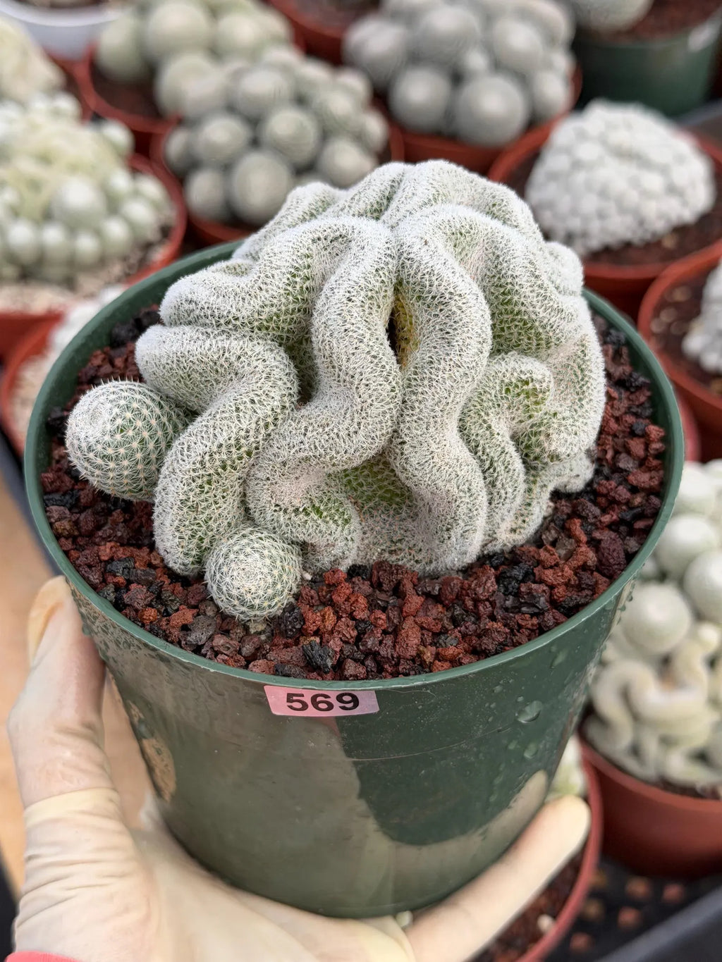 Crested Mammillaria Perbella #569 | Rare Seed Grown Cactus | Live Collector Plant