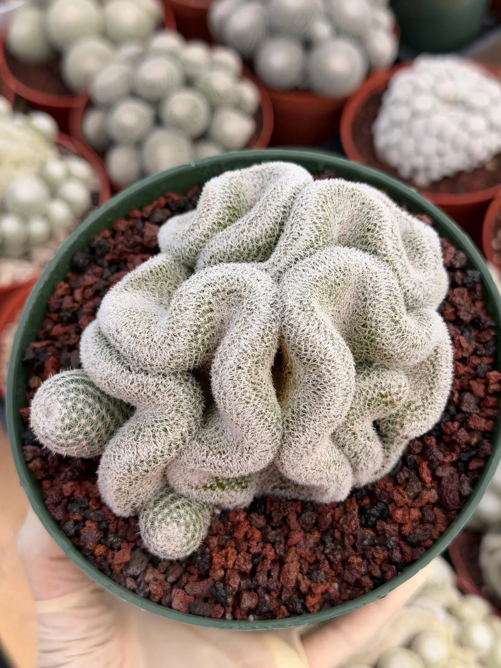 Crested Mammillaria Perbella #569 | Rare Seed Grown Cactus | Live Collector Plant