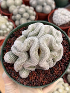 Crested Mammillaria Perbella #569 | Rare Seed Grown Cactus | Live Collector Plant